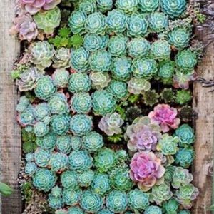 Meet your Posher, Amabel